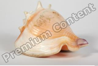 Seashell 0042